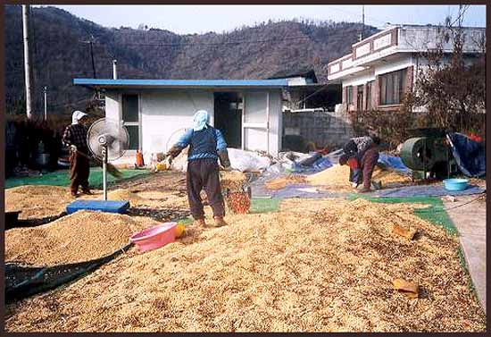 작년까지는 이렇게 콩깍지와 검불이 많아 일일이 풍구와 선풍기로 골라내야 했는데 올핸 좀 편해진 것 같습니다. 